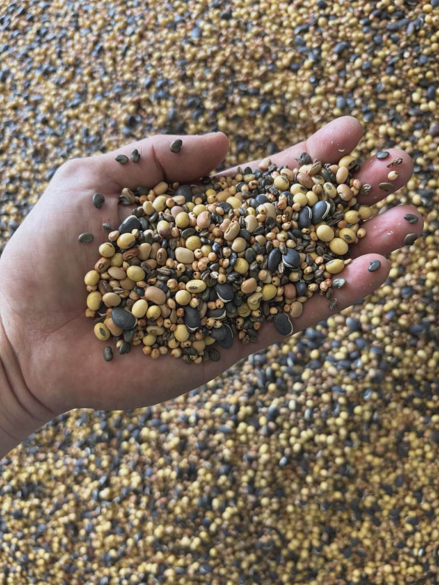 Seeds